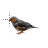 Zebra BLK Finch cursor