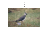Text select cursor