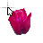Tulip cursor