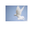 Move cursor