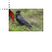 raaf cursor