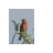 Vertical resize cursor