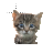 Cats Cursors preview