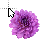 Violet Dahlia cursor