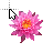 Water Lily cursor