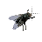Mouche1 cursor