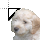Cockapoo cursor