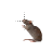 Rat cursor