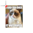 Grumpy Cat cursor