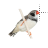 Zebra Finch Cursors preview