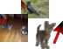 Animals Cursors preview